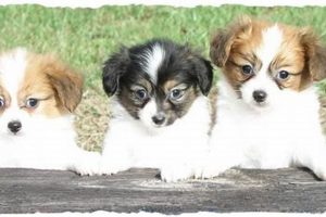 Find Perfect Dogs for Sale in St. Louis Today! | My Caring Dog – Tips, Stories, and Care Guides for Loving Pet Owners