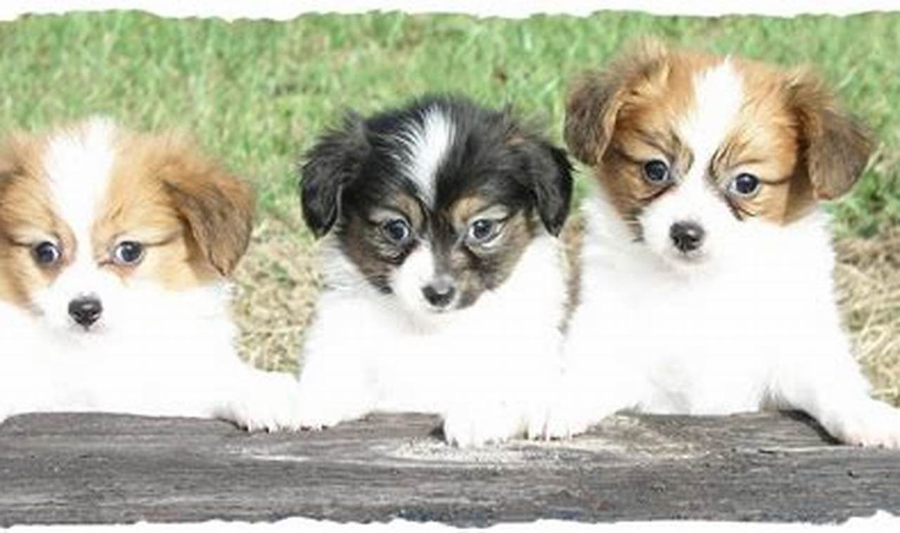 Find Perfect Dogs for Sale in St. Louis Today! | My Caring Dog – Tips, Stories, and Care Guides for Loving Pet Owners