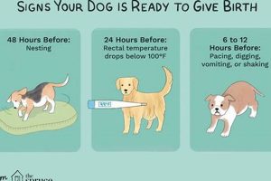 Dog Birth Care Guide: Tips & Essentials | My Caring Dog – Tips, Stories, and Care Guides for Loving Pet Owners