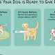 Dog Birth Care Guide: Tips & Essentials | My Caring Dog – Tips, Stories, and Care Guides for Loving Pet Owners