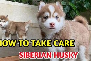 Essential Siberian Husky Dog Care Guide | My Caring Dog – Tips, Stories, and Care Guides for Loving Pet Owners