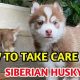 Essential Siberian Husky Dog Care Guide | My Caring Dog – Tips, Stories, and Care Guides for Loving Pet Owners