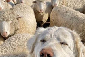 Dogs That Take Care Of Sheep | My Caring Dog – Tips, Stories, and Care Guides for Loving Pet Owners