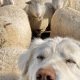 Dogs That Take Care Of Sheep | My Caring Dog – Tips, Stories, and Care Guides for Loving Pet Owners