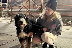 Top Dog Whisperers Near Me: Car Dog Edition | My Caring Dog – Tips, Stories, and Care Guides for Loving Pet Owners