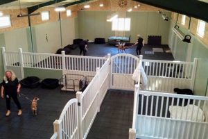 Top Dog Day Care in Bedford, MA | Best Facilities | My Caring Dog – Tips, Stories, and Care Guides for Loving Pet Owners