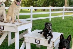Best Service Dog Training in Virginia: Your Guide | My Caring Dog – Tips, Stories, and Care Guides for Loving Pet Owners