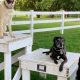 Best Service Dog Training in Virginia: Your Guide | My Caring Dog – Tips, Stories, and Care Guides for Loving Pet Owners