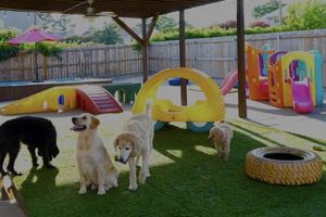 Best Dog Day Care in Little Rock, AR My Caring Dog – Tips, Stories, and Care Guides for Loving Pet Owners Best Dog Day Care in Little Rock, AR | My Caring Dog – Tips, Stories, and Care Guides for Loving Pet Owners