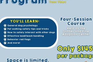 Community Dog | My Caring Dog – Tips, Stories, and Care Guides for Loving Pet Owners