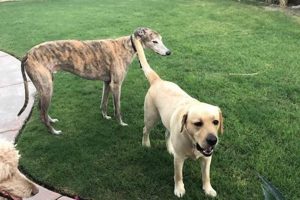 Top Dog Day Care in Palm Springs, CA | My Caring Dog – Tips, Stories, and Care Guides for Loving Pet Owners