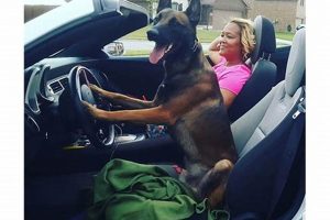 Dallas K9 | My Caring Dog – Tips, Stories, and Care Guides for Loving Pet Owners