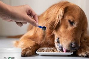 Top 5 Best Tooth Care Tips for Dogs | My Caring Dog – Tips, Stories, and Care Guides for Loving Pet Owners