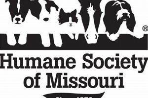 Adopt a Car Dog: Humane Society St. Louis MO Pets | My Caring Dog – Tips, Stories, and Care Guides for Loving Pet Owners