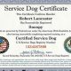 Service Pet Certificate | My Caring Dog – Tips, Stories, and Care Guides for Loving Pet Owners