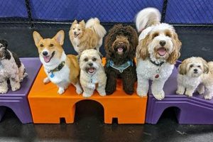 Dog Daycare Careers Near Me | My Caring Dog – Tips, Stories, and Care Guides for Loving Pet Owners