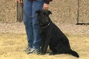 Best CCI Dogs: Trained Canine Companions | My Caring Dog – Tips, Stories, and Care Guides for Loving Pet Owners