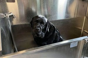 Top Dog Day Care in Midland, MI | Pampered Paws | My Caring Dog – Tips, Stories, and Care Guides for Loving Pet Owners