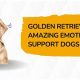 Cancer Service Dogs: Support & Comfort | My Caring Dog – Tips, Stories, and Care Guides for Loving Pet Owners