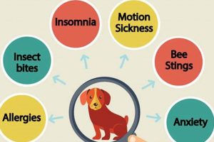 Best Meds for Dog Car Sickness: Benadryl vs. Dramamine My Caring Dog – Tips, Stories, and Care Guides for Loving Pet Owners Best Meds for Dog Car Sickness: Benadryl vs. Dramamine | My Caring Dog – Tips, Stories, and Care Guides for Loving Pet Owners