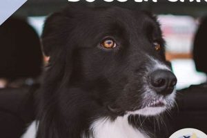 Car Transport For Dogs | My Caring Dog – Tips, Stories, and Care Guides for Loving Pet Owners