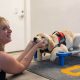 Service Dog Training Kansas | My Caring Dog – Tips, Stories, and Care Guides for Loving Pet Owners