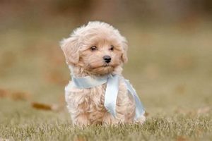 Where To Get Puppy | My Caring Dog – Tips, Stories, and Care Guides for Loving Pet Owners