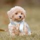 Where To Get Puppy | My Caring Dog – Tips, Stories, and Care Guides for Loving Pet Owners