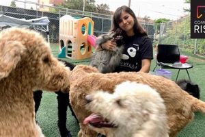 Top Dog Day Care in Portland OR: Best Options | My Caring Dog – Tips, Stories, and Care Guides for Loving Pet Owners