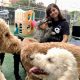 Top Dog Day Care in Portland OR: Best Options | My Caring Dog – Tips, Stories, and Care Guides for Loving Pet Owners