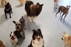 Best Dog Day Care in Melbourne FL: Top Picks | My Caring Dog – Tips, Stories, and Care Guides for Loving Pet Owners