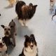 Best Dog Day Care in Melbourne FL: Top Picks | My Caring Dog – Tips, Stories, and Care Guides for Loving Pet Owners