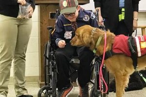 Best Service Dog Training in Jacksonville, FL | My Caring Dog – Tips, Stories, and Care Guides for Loving Pet Owners