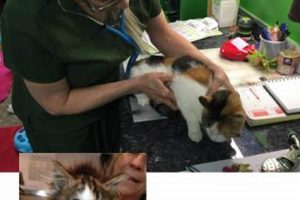 Usservice Animals.org My Caring Dog – Tips, Stories, and Care Guides for Loving Pet Owners Usservice Animals.org | My Caring Dog – Tips, Stories, and Care Guides for Loving Pet Owners