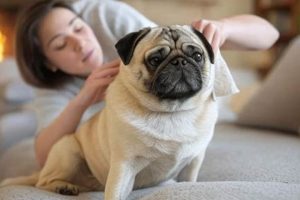 The Ultimate Guide to Pug Dog Care My Caring Dog – Tips, Stories, and Care Guides for Loving Pet Owners The Ultimate Guide to Pug Dog Care | My Caring Dog – Tips, Stories, and Care Guides for Loving Pet Owners