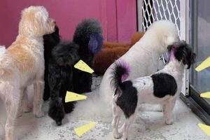 Best Ashmore Dog Grooming & Day Care | Pampered Paws | My Caring Dog – Tips, Stories, and Care Guides for Loving Pet Owners