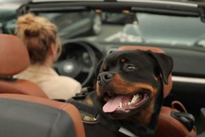 Do Dogs Enjoy Car Rides? Tips & Safety | My Caring Dog – Tips, Stories, and Care Guides for Loving Pet Owners