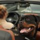 Do Dogs Enjoy Car Rides? Tips & Safety | My Caring Dog – Tips, Stories, and Care Guides for Loving Pet Owners