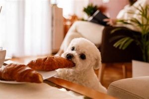 The Ultimate Guide to Keeping a Dog in Your Car | My Caring Dog – Tips, Stories, and Care Guides for Loving Pet Owners