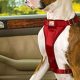 CA Dog Car Laws: Safety & Transport Rules | My Caring Dog – Tips, Stories, and Care Guides for Loving Pet Owners