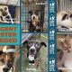 St. Louis Animal Control: A Car Dog's Guide | My Caring Dog – Tips, Stories, and Care Guides for Loving Pet Owners