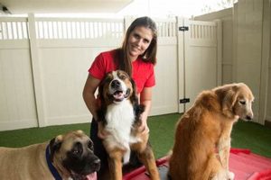 Best Dog Day Care in Lakewood, CO | My Caring Dog – Tips, Stories, and Care Guides for Loving Pet Owners