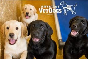 American Vet Dogs: Support & Training | My Caring Dog – Tips, Stories, and Care Guides for Loving Pet Owners