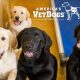 American Vet Dogs: Support & Training | My Caring Dog – Tips, Stories, and Care Guides for Loving Pet Owners