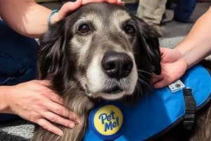 Certify Your Car Dog as a Therapy Dog Online My Caring Dog – Tips, Stories, and Care Guides for Loving Pet Owners Certify Your Car Dog as a Therapy Dog Online | My Caring Dog – Tips, Stories, and Care Guides for Loving Pet Owners