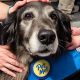 Certify Your Car Dog as a Therapy Dog Online | My Caring Dog – Tips, Stories, and Care Guides for Loving Pet Owners