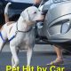 Best Pet Insurance: Dog Hit By Car Guide | My Caring Dog – Tips, Stories, and Care Guides for Loving Pet Owners