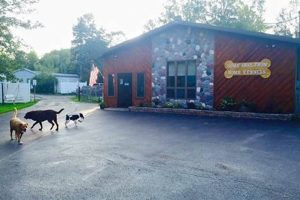 Best Dog Day Care in Buffalo NY: Top Centers | My Caring Dog – Tips, Stories, and Care Guides for Loving Pet Owners