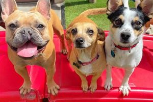 Top Dog Day Care in Temecula, CA | My Caring Dog – Tips, Stories, and Care Guides for Loving Pet Owners