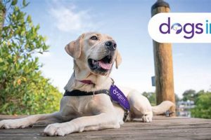 Best Car Dogs from Dogs Inc. Org | My Caring Dog – Tips, Stories, and Care Guides for Loving Pet Owners